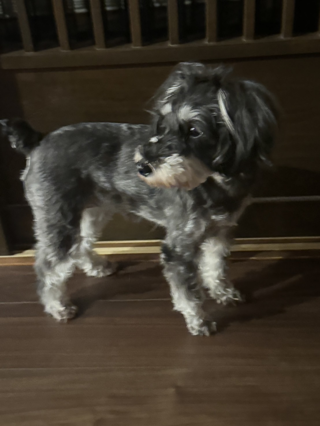 久しぶりの実家🐶