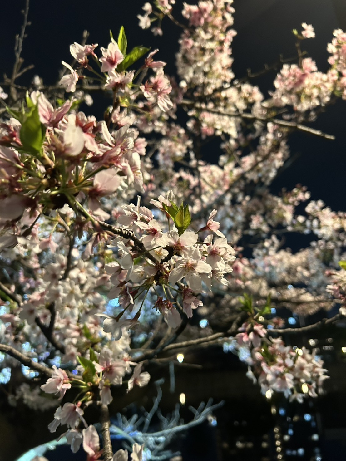 みんなー！春楽しんでるー？